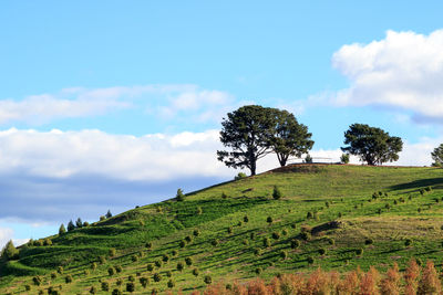 Trees on field against sky