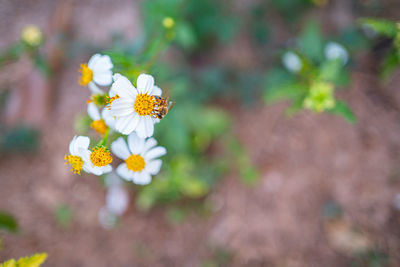 Close-up of yellow flowering plant