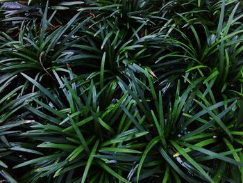 Full frame shot of fresh plants in field