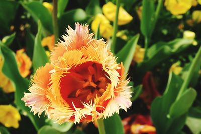 Close-up of flower blooming outdoors