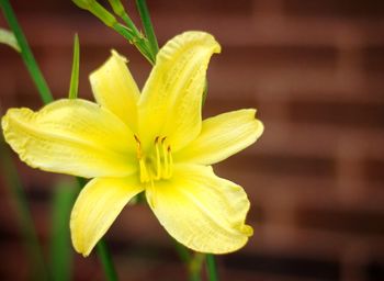 Close-up of yellow day lily blooming outdoors