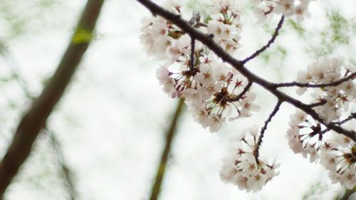 Close-up of cherry blossoms