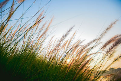 Close-up of stalks against clear sky