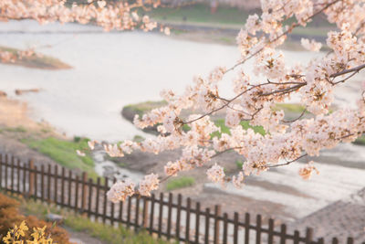 Cherry blossoms in spring