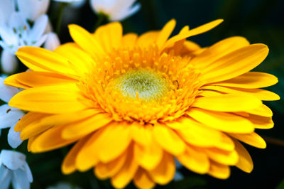 Close-up of yellow flower
