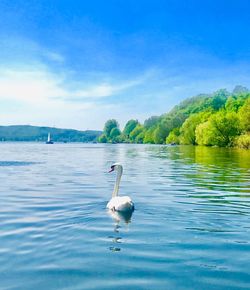 Swan swimming in lake