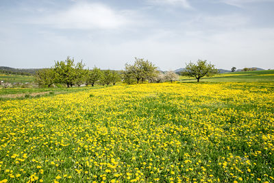 Scenic view of oilseed rape field against sky