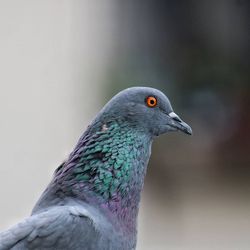 Close-up of pigeon