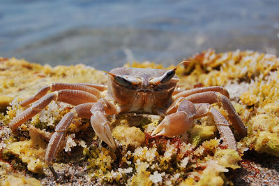 Detail shot of crab