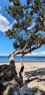 Tree by sea against sky