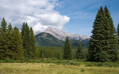 Scenic view of pine trees against sky