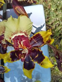 Close-up of yellow flowers