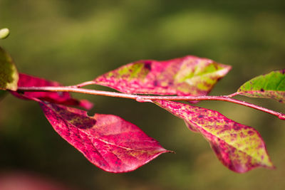 Close-up of maple leaf on leaves