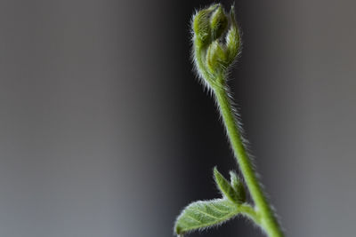 Close-up of plant growing outdoors