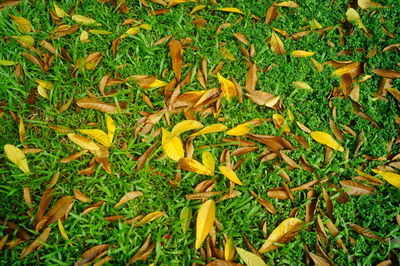 High angle view of plants on field