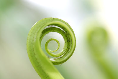 Close-up of drop on leaf