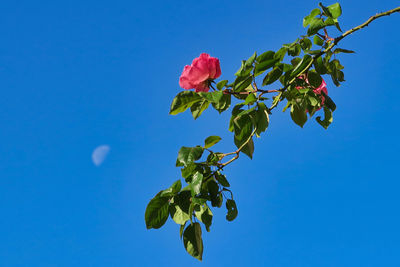Low angle view of pink rose against blue sky