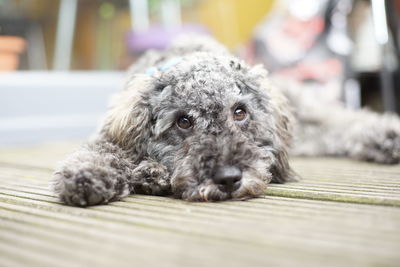 Close-up portrait of a dog