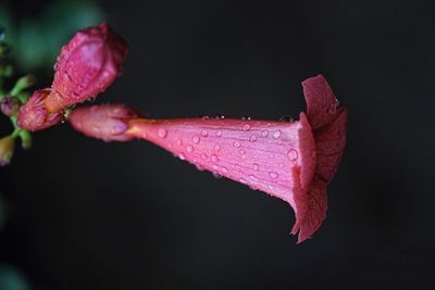 Close-up of fresh wet pink flower and bud