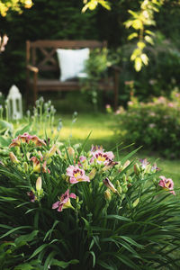 Close-up of flowering plants on field