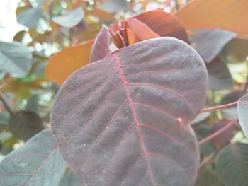 Close-up of autumn leaves