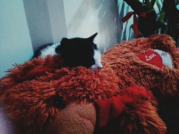 Close-up of cat with red eyes