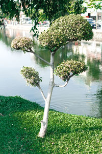 Scenic view of lake and plants