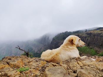High angle view of dog on rock against sky