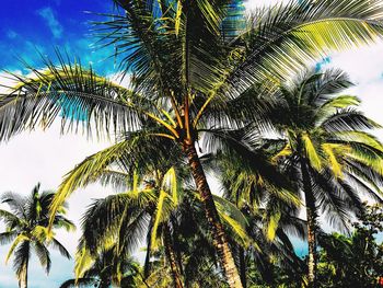 Low angle view of palm trees