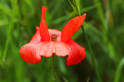 Red petals of corn poppy in wind 