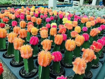 Close-up of multi colored flowers in pot for sale