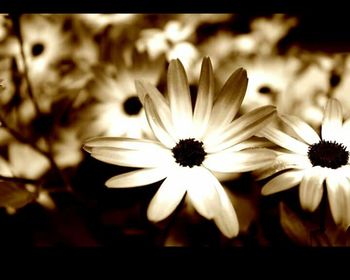 Close-up of pink flower