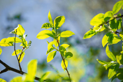 Beautiful, fresh bird cherry leaves against the spring sky.