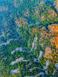 High angle view of trees by road in forest