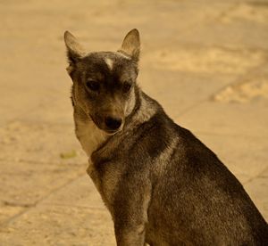 Portrait of dog on field