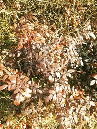 Full frame shot of leaves