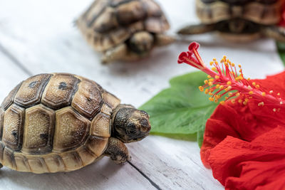 Close-up of turtle