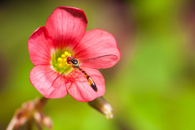 Close-up of bee on flower