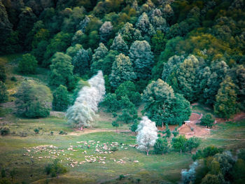 View of trees in forest