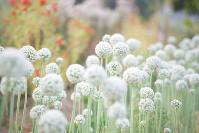 Close-up of white flowering plants on field