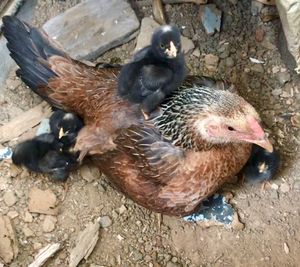 High angle view of ducks on rock