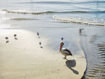 Birds swimming in sea