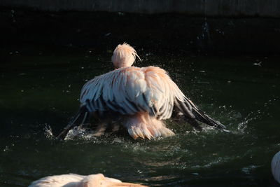 View of a bird in lake