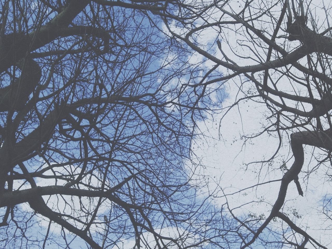 bare tree, low angle view, branch, tree, sky, nature, clear sky, full frame, day, backgrounds, no people, outdoors, tranquility, growth, built structure, beauty in nature, pattern, directly below, tree trunk, architecture