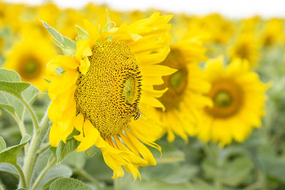 Close-up of yellow flowering plant