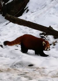View of a horse on snow covered field