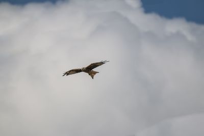 Low angle view of eagle flying in sky