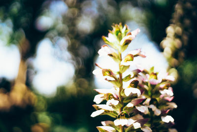 Close-up of flowers blooming outdoors