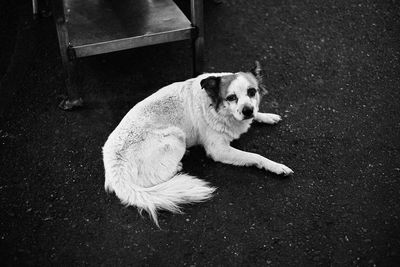 High angle portrait of dog relaxing on street in city