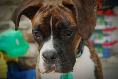 Close-up portrait of dog